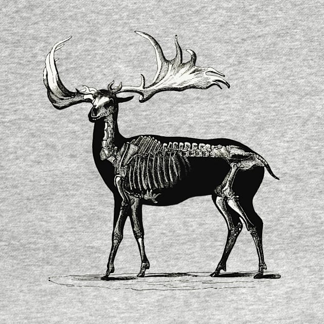 Deer Skeleton Illustration by ArtisticFloetry